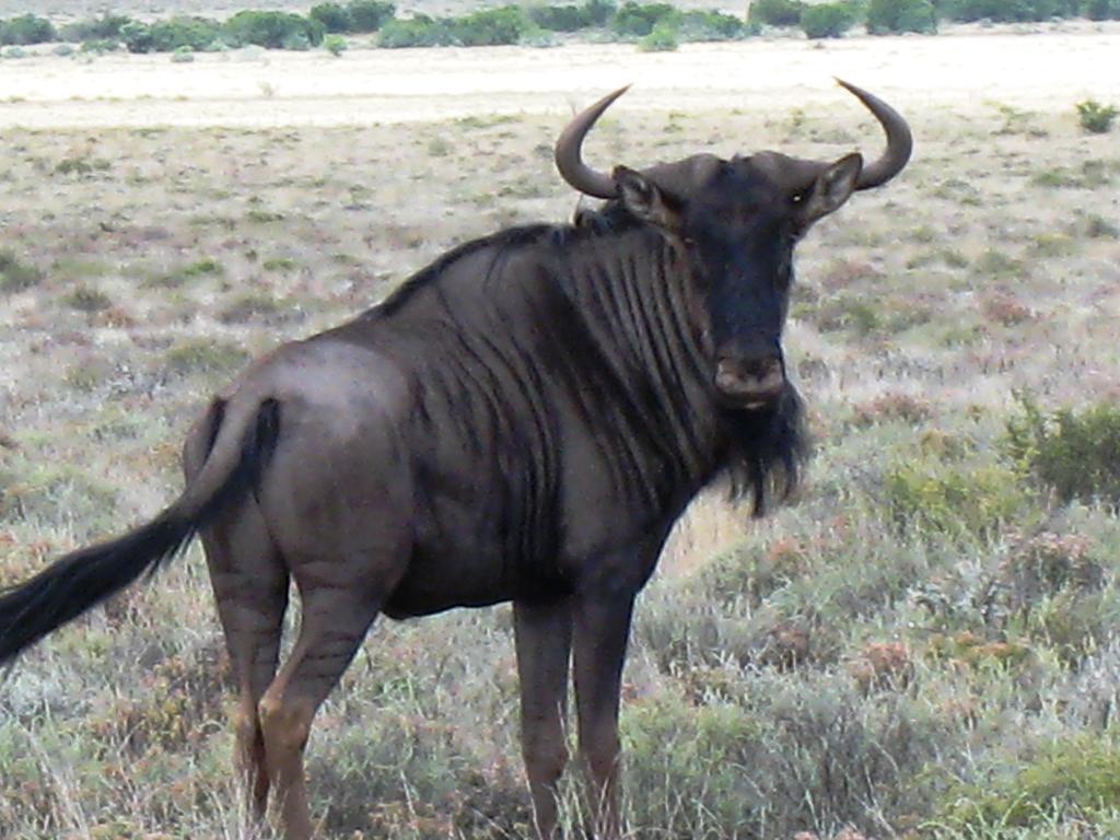 Вилла The Vale Karoo Farm Nelspoort Экстерьер фото